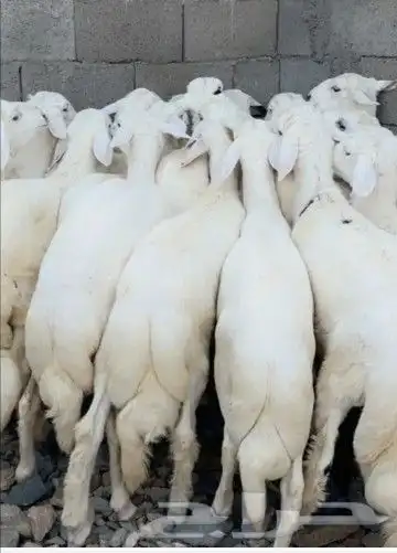 مرحبا بك في مراح العمار للذبائح   الرقم متاح لطلبات الذبائح 1