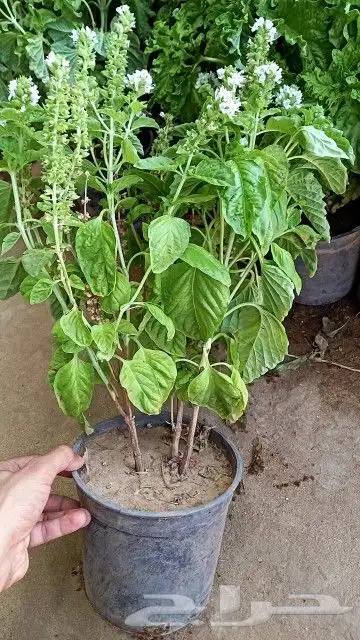 شتلات ريحان ايطالي وبلدي 0