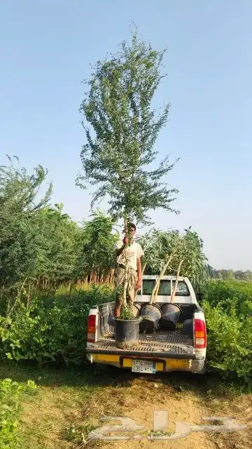 شتلات لوز هندي 3