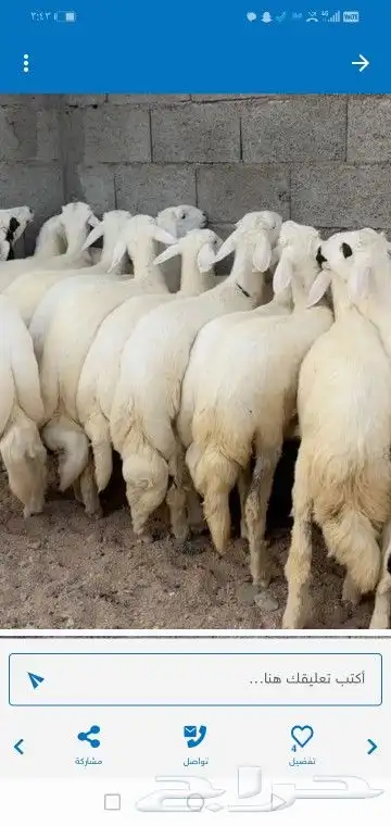 مرحبا بك في مراح العمار للذبائح   الرقم متاح لطلبات الذبائح 0