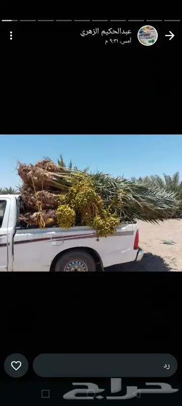 نخل اخلاص وسكري وبرحي وجميع المقاسات متوفره 1