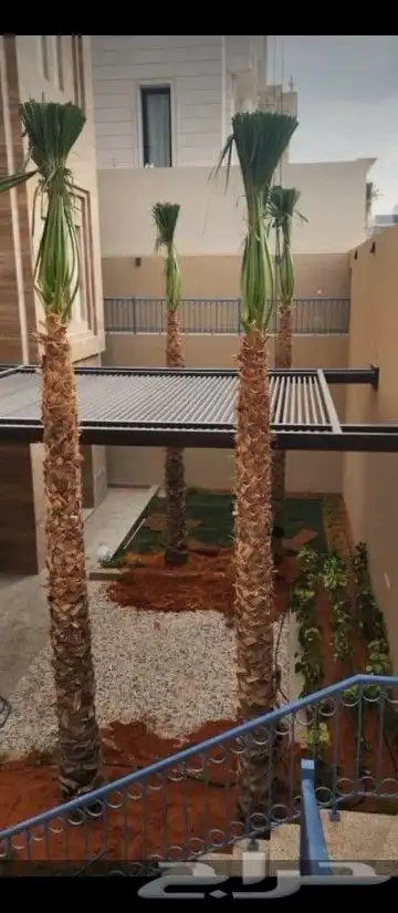 نخل واشنطن 3