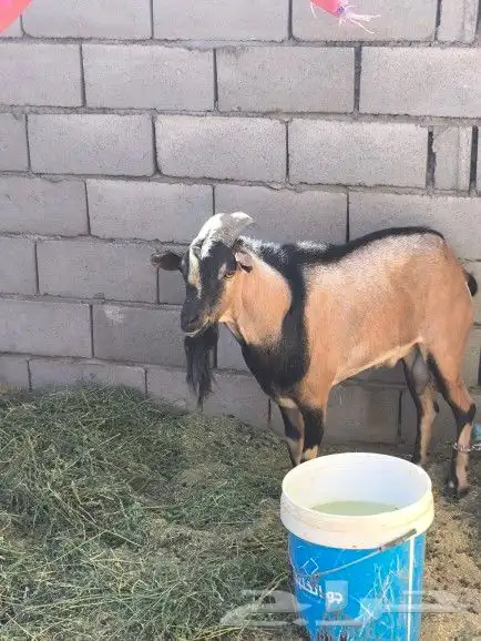 معزاء جنوبيات 4
