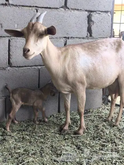 معزاء جنوبيات 0
