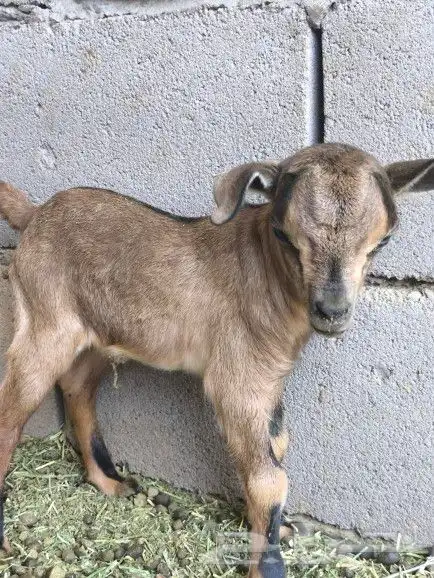 معزاء جنوبيات 1