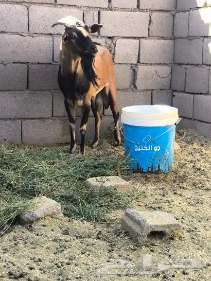 معزاء جنوبيات 5