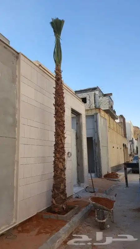 نخل واشنطن 2