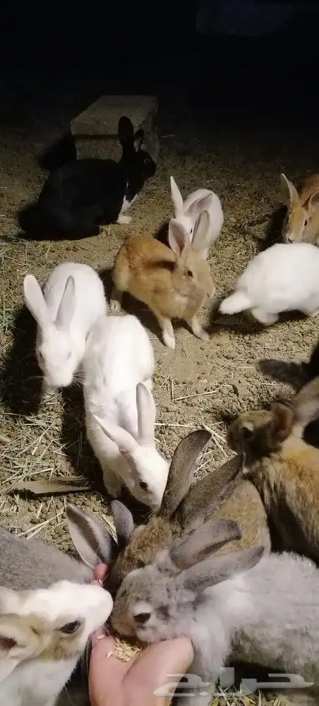 ارانب بلديه للبيع 3