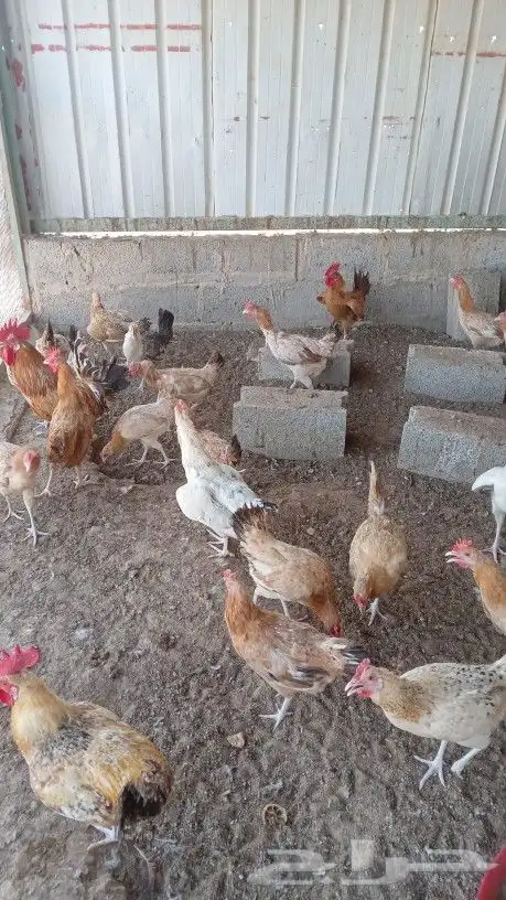 دجاج بلدي 1