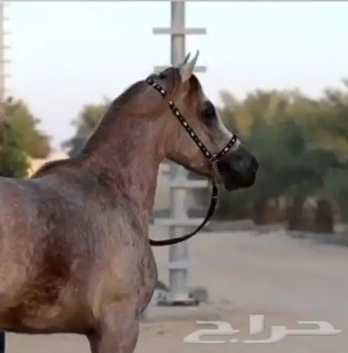 حصان واهو للبيع 1
