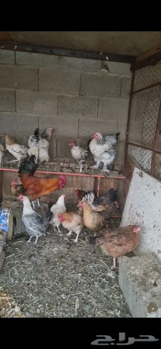 دجاج بلدي وبراهما 0