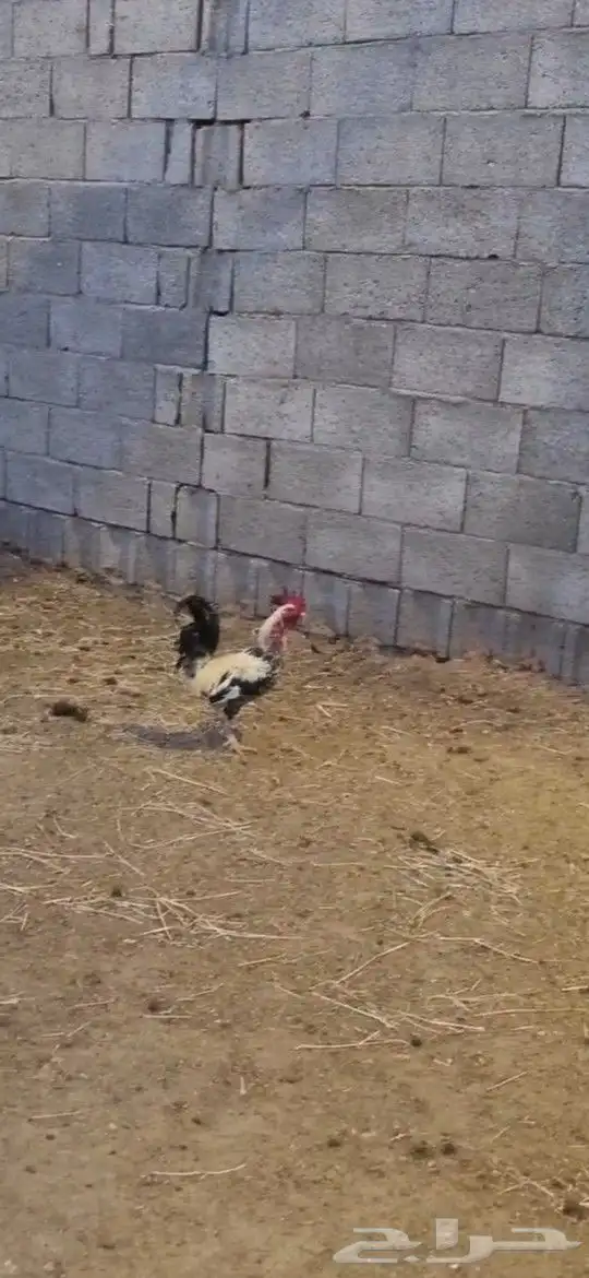 دجاج بلدي وبراهما 4