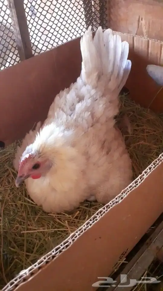 تم البيع دجاجه 0