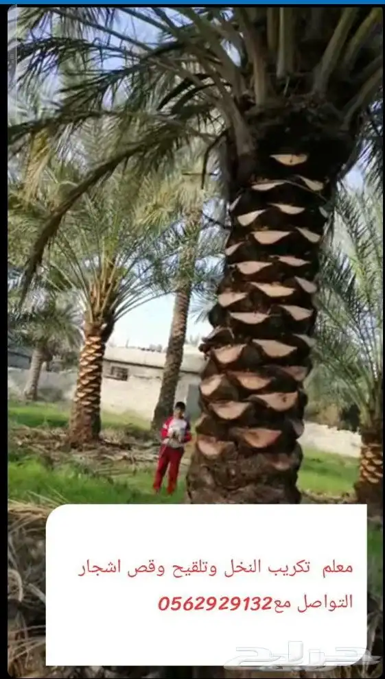 معلم قص اشجار وتزيين الحديقه وتلقيح نخل وتكريب النخيل 0