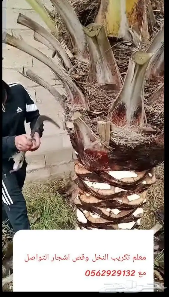 معلم قص اشجار وتزيين الحديقه وتلقيح نخل وتكريب النخيل 1