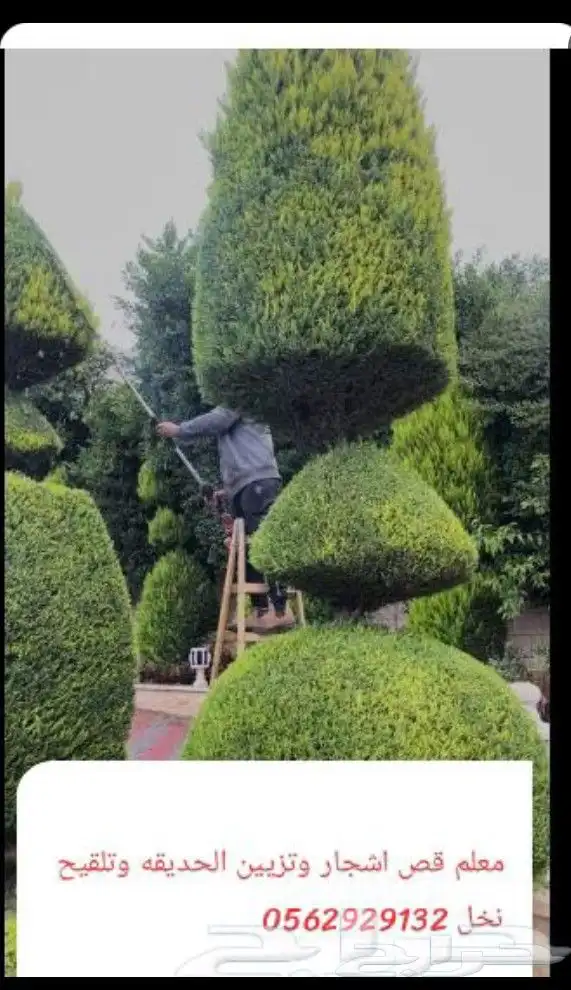 معلم قص اشجار وتزيين الحديقه وتلقيح نخل وتكريب النخيل 4