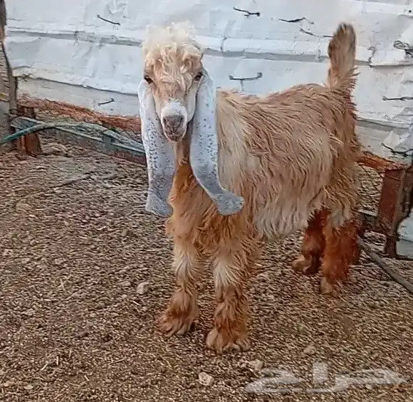 تيس اصفر عارضي 0