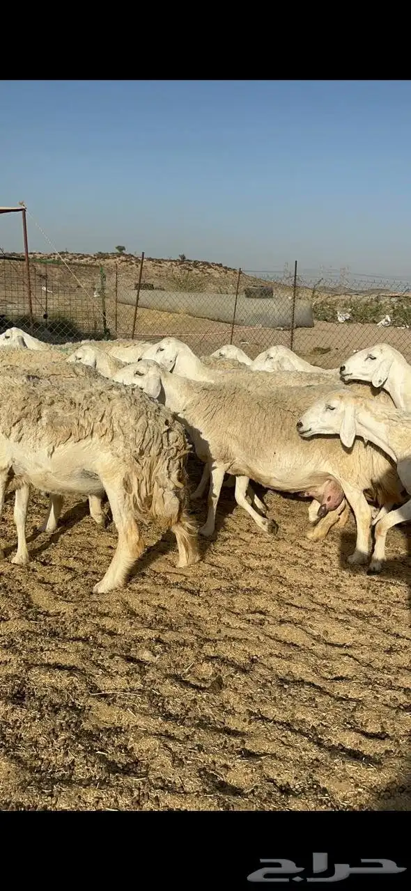 نعرض لكم غنم حري دفيع اسنانها من ثنيه لي تامه شبب 2