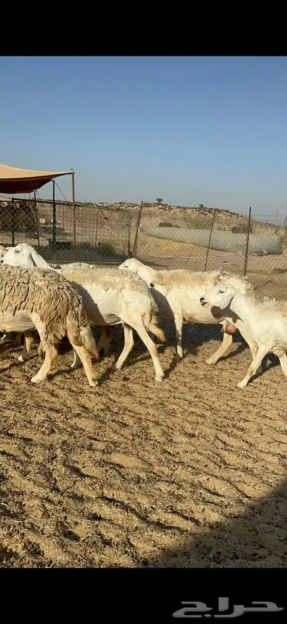 نعرض لكم غنم حري دفيع اسنانها من ثنيه لي تامه شبب 1