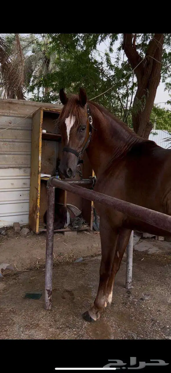 خيل 0
