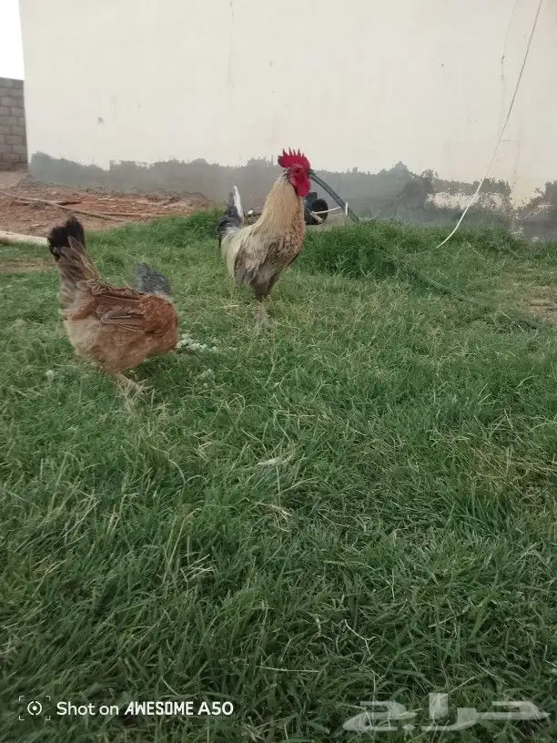 دجاج للبيع على الشرط يبيض كل يوم مع صوص سليم الامراض 4