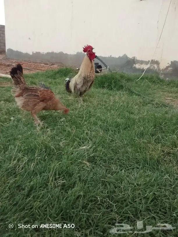 دجاج للبيع على الشرط يبيض كل يوم مع صوص سليم الامراض 2