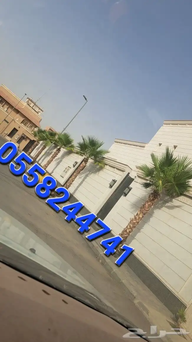 نخل واشنطونيا زينه 0