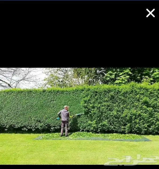 معلم قص اشجار وتزيين الحديقه وتلقيح نخل وتكريب النخيل 5