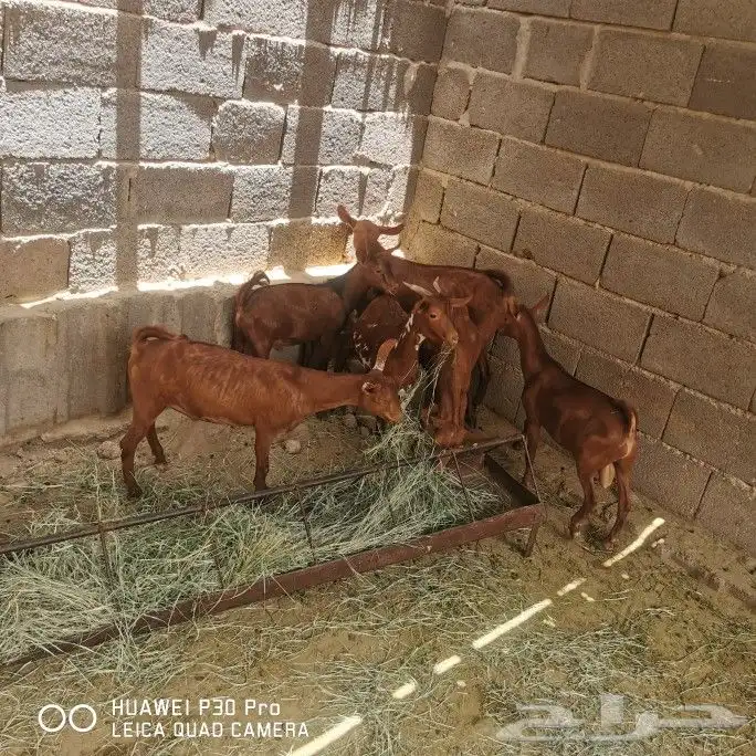 6 تيوس 0