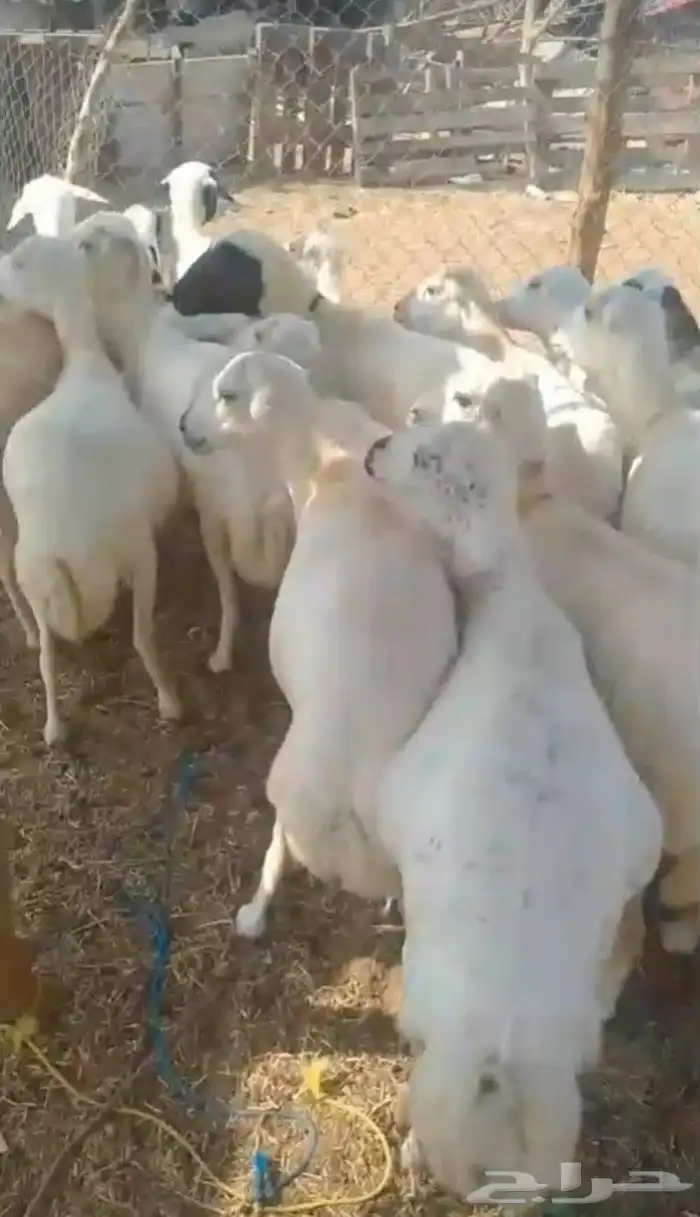 اعرض لكم ضأن رفيديات ماشاءالله تبارك الله 1
