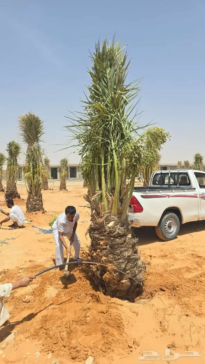 نخل اخلاص مثمر فسائل ونقايل 8