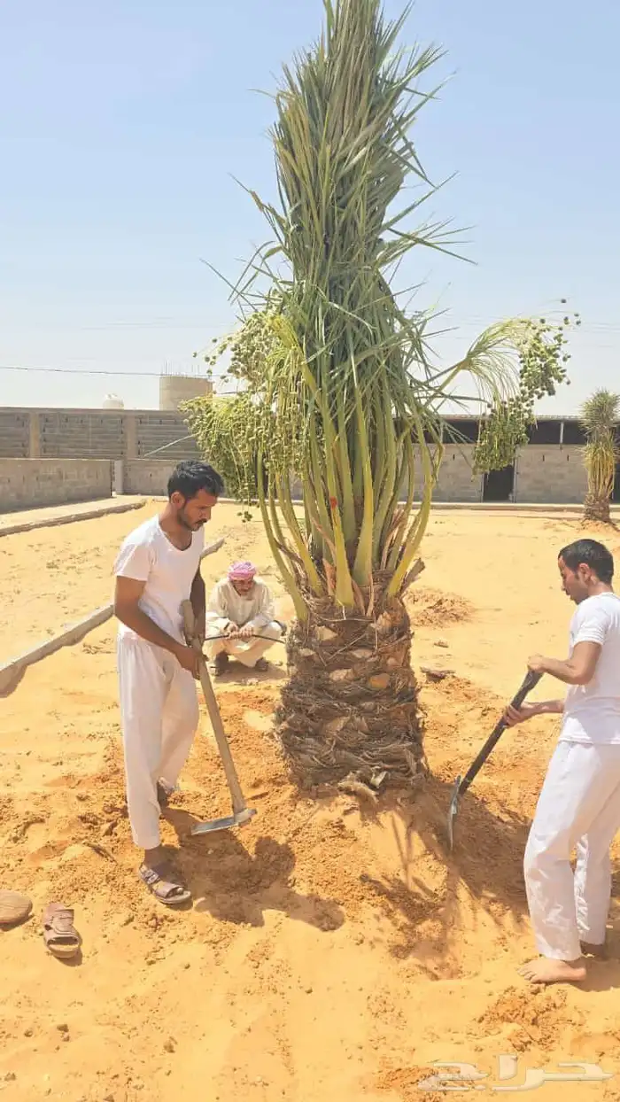 نخل اخلاص مثمر فسائل ونقايل 9