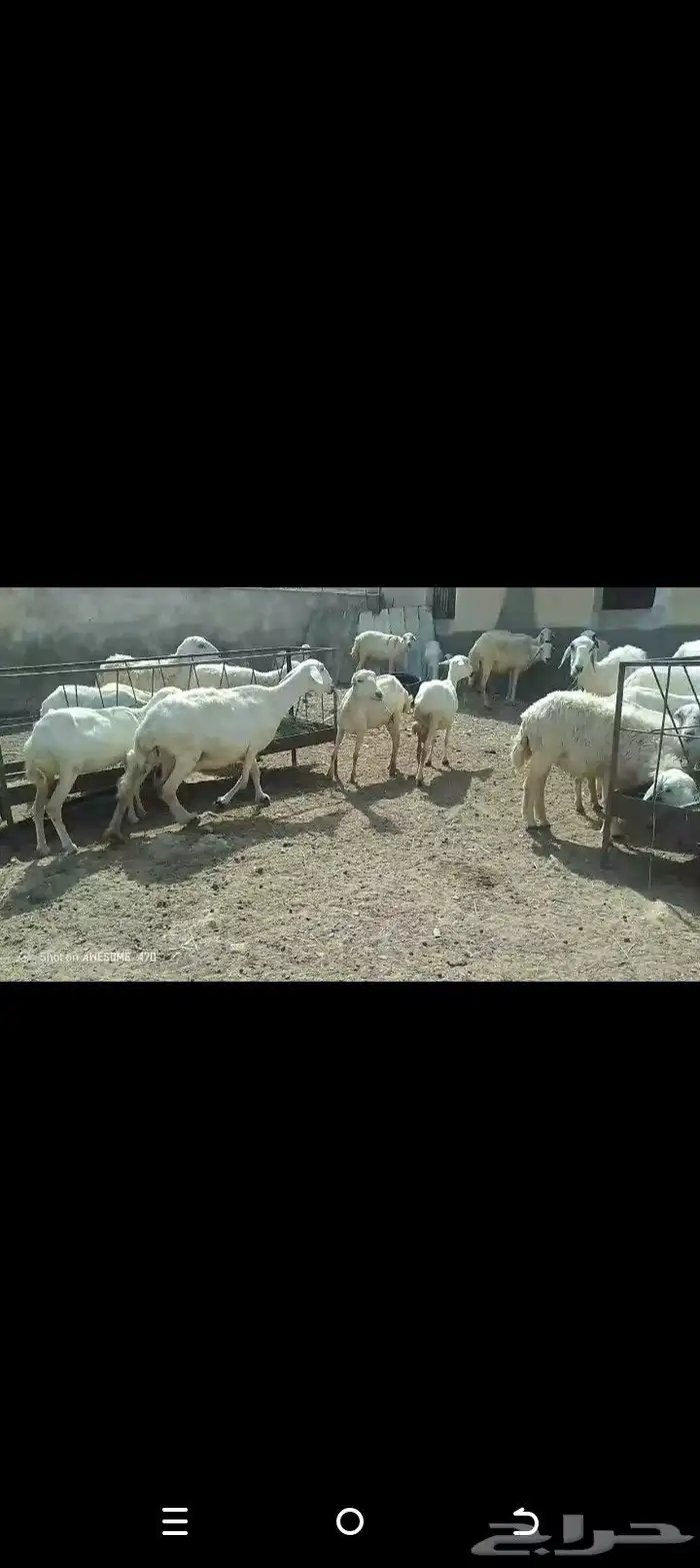 ضان مقاني متابيع..تم البيع 6