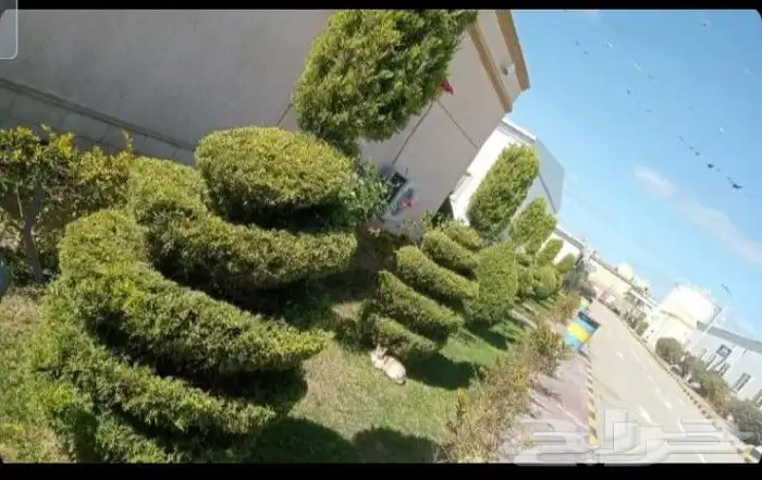 معلم قص اشجار وتزيين الحديقه وتلقيح نخل وتكريب النخيل 3