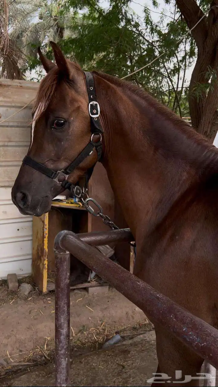 خيل 1