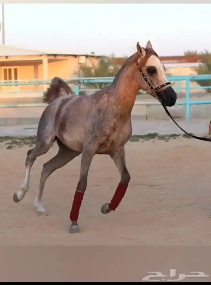 حصان واهو للبيع 2