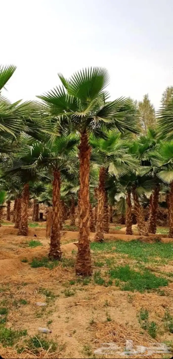 نخل واشنطني 1