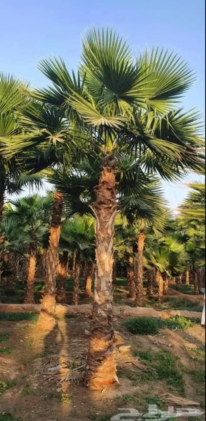 نخل واشنطني 3