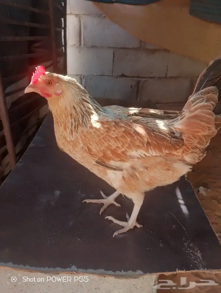 دجاج للبيع على الشرط يبيض كل يوم مع صوص سليم الامراض 1