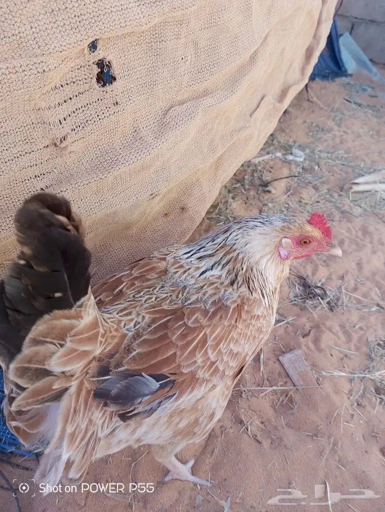 دجاج للبيع على الشرط يبيض كل يوم مع صوص سليم الامراض 3