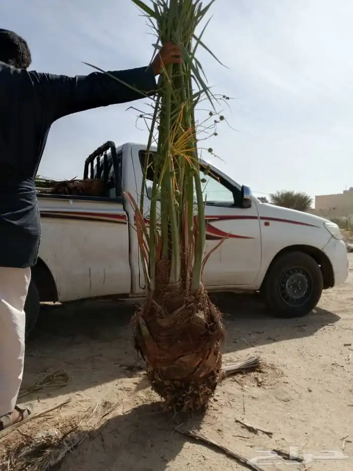 توريد نخل بيشه خيبر تثليث 1