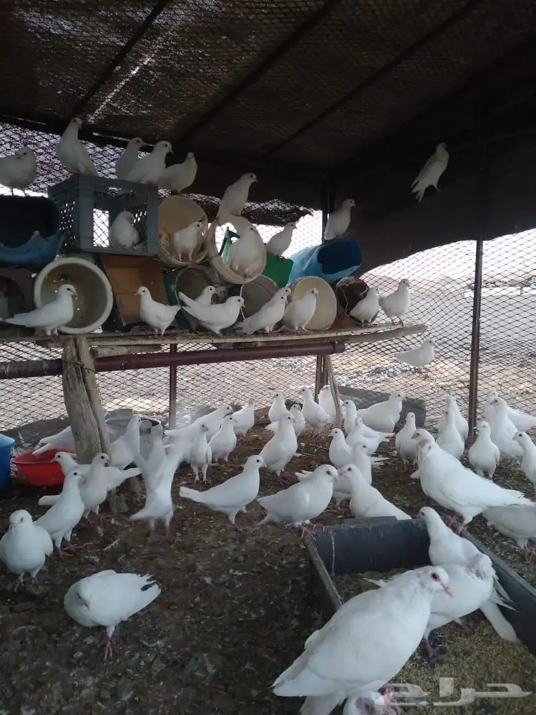 حمام فرنسي 0