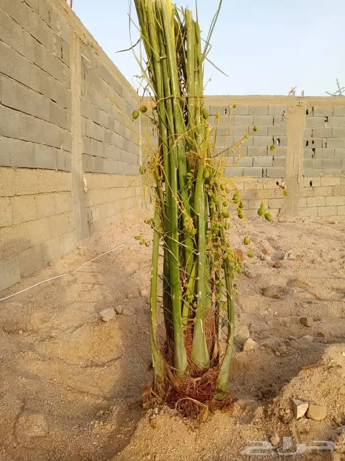 توريد نخل بيشه خيبر تثليث 3