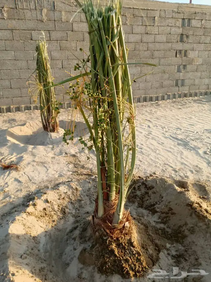 توريد نخل بيشه خيبر تثليث 4