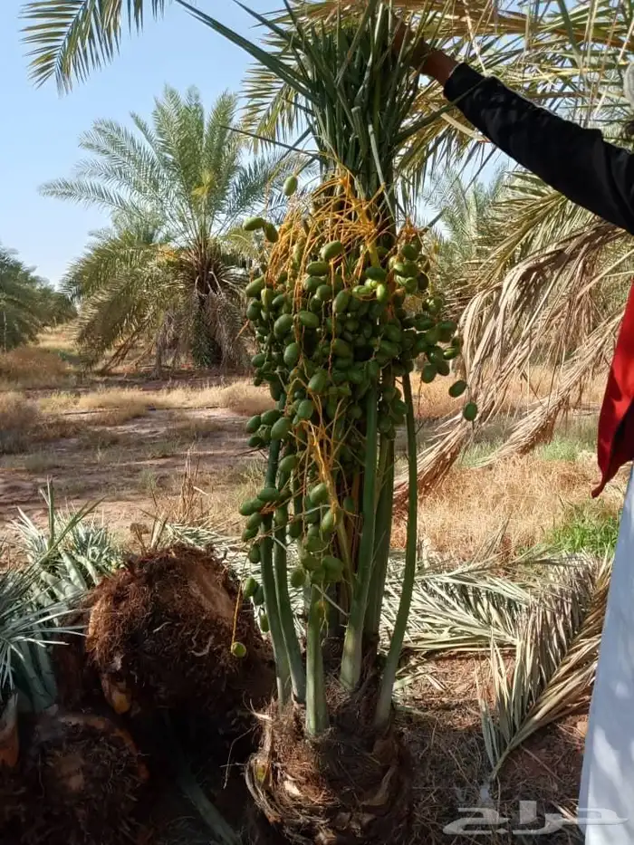 توريد نخل بيشه خيبر تثليث 6