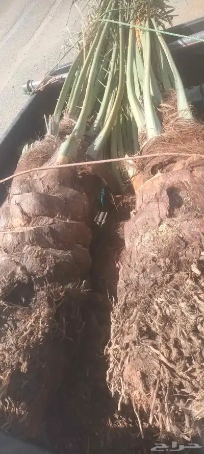 يوجد لدينا جميع انواع انخيل 1