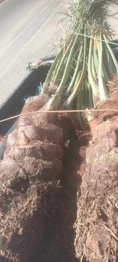 يوجد لدينا جميع انواع انخيل 0