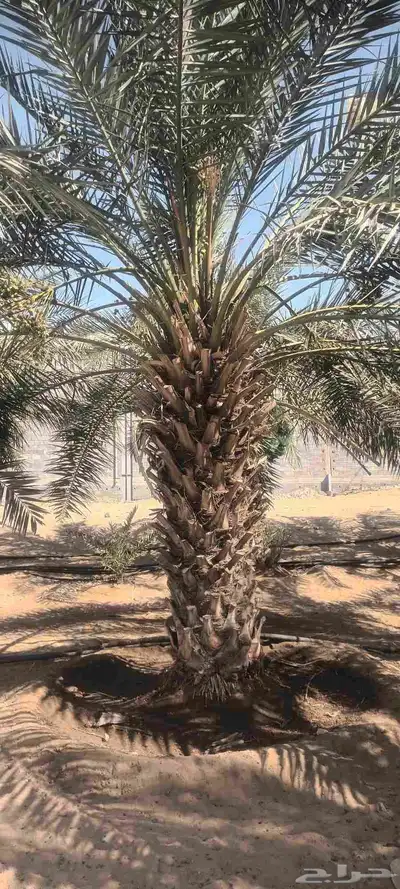 يوجد لدينا جميع انواع انخيل 4