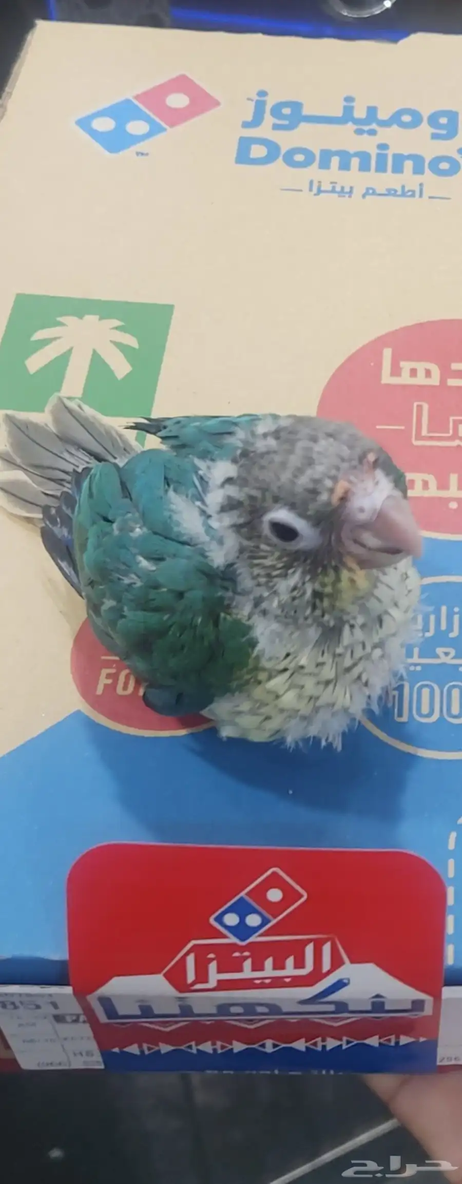 كنيور يلو سايد ( تركواز ) عمره 40 يوم تقريبا 0