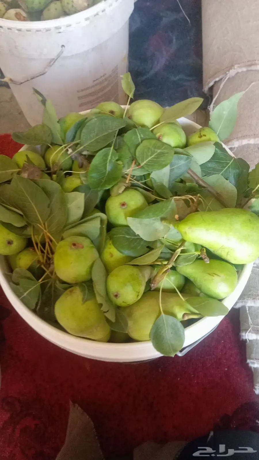 كمثره بلدي 1
